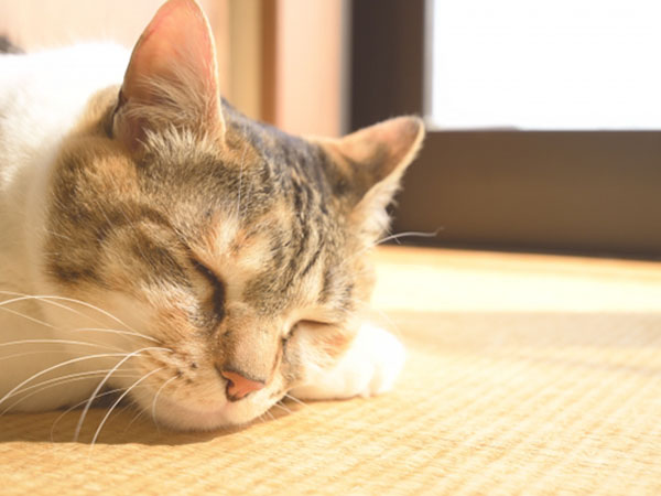 畳 猫 昼寝